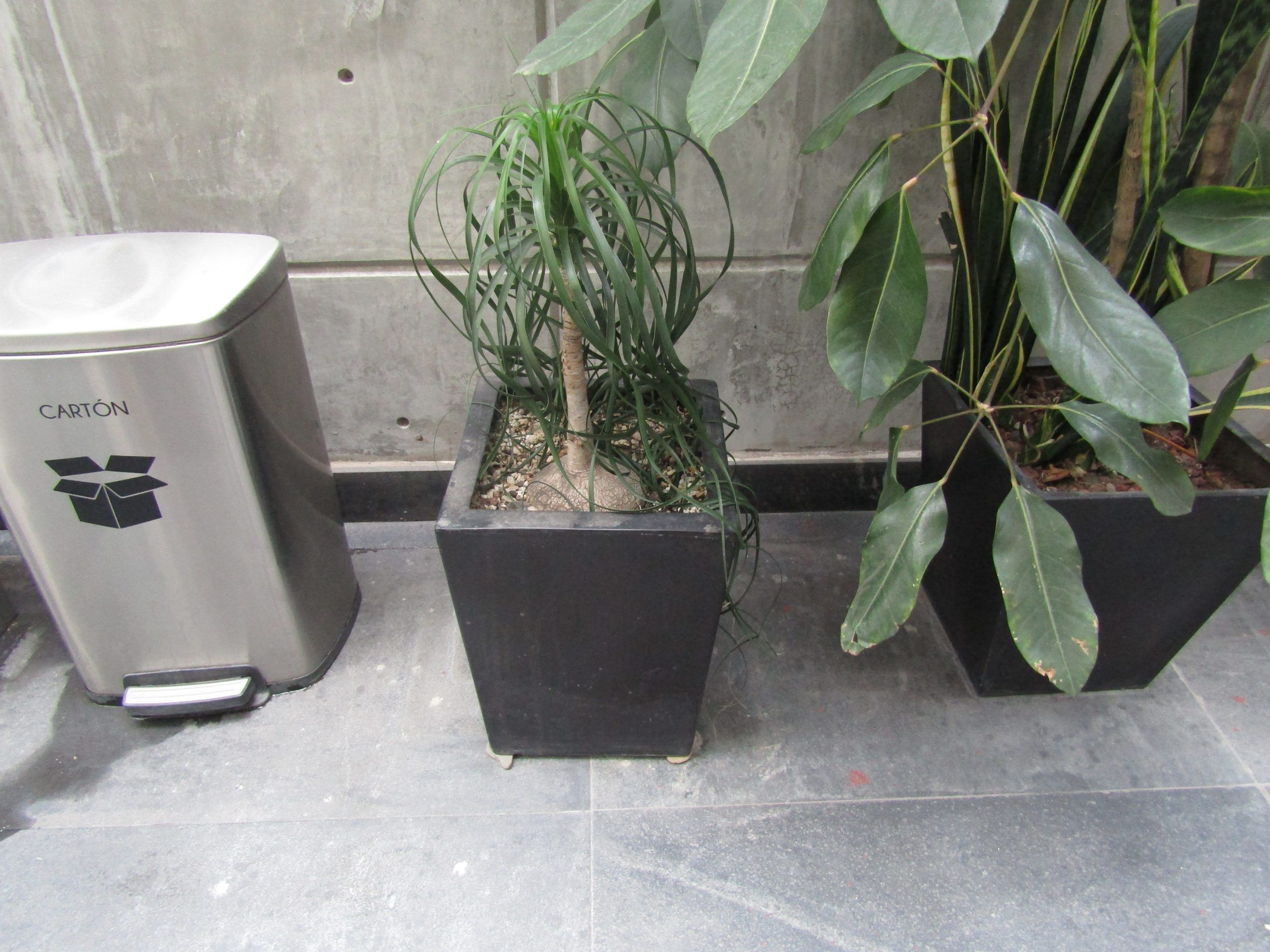 Lote 120 - Maceta de fibra de vidrio color café con planta y 7 Macetas de diferentes tamaños con planta, 3 macetas contienen plastas grandes - Imagen 6