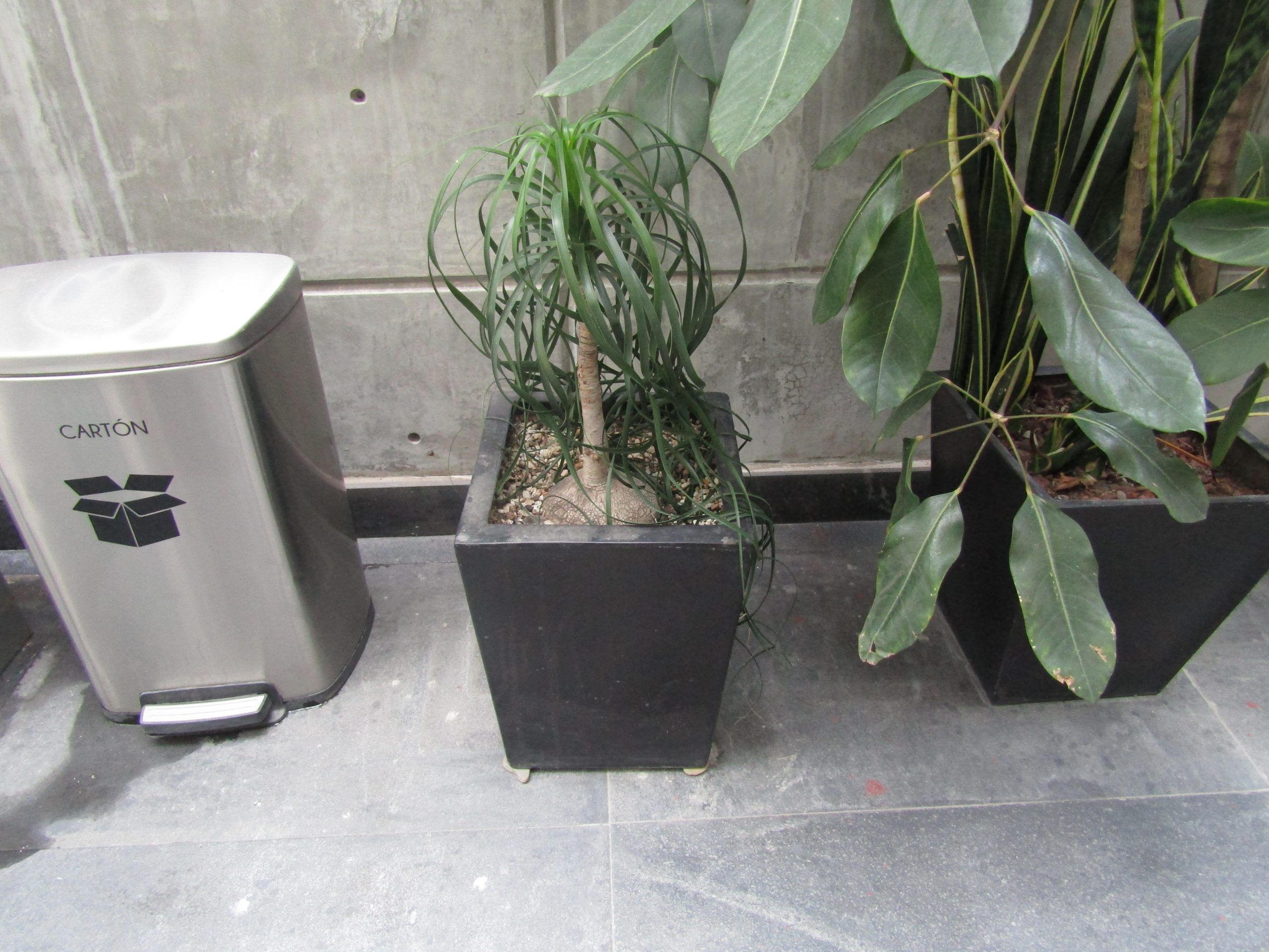 Lote 120 - Maceta de fibra de vidrio color café con planta y 7 Macetas de diferentes tamaños con planta, 3 macetas contienen plastas grandes