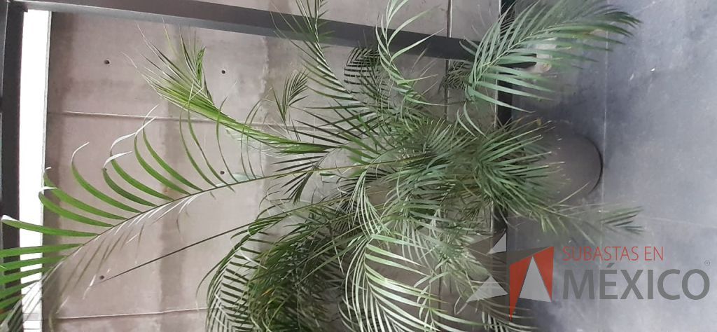 Lote 120 - Maceta de fibra de vidrio color café con planta y 7 Macetas de diferentes tamaños con planta, 3 macetas contienen plastas grandes - Imagen 4